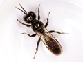 Crossocerus megacephalus